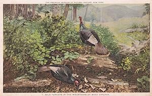 Wild Turkeys in West Virginia Old Bird Egg Shells Nest Postcard