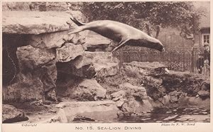 Sea Lion Diving London Zoo Antique Postcard
