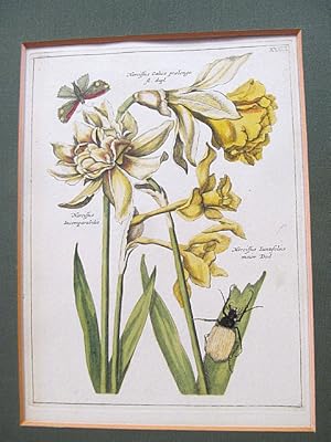 Narzissen: Narcissus calice praelongo - Incomparabilis - Iiuntifolius. Altkolorierter Kupferstich...