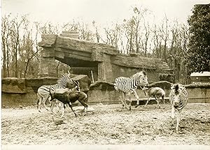 "ZÈBRES & GAZELLES (JARDIN ZOOLOGIQUE EXPOSITION COLONIALE 1931)" Photo de presse originale G. DE...