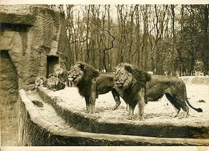 "LIONS (JARDIN ZOOLOGIQUE EXPOSITION COLONIALE 1931)" Photo de presse originale G. DEVRED Agence ...