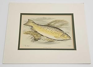 Gillaroo Trout (Fish Print 1898 Original Chromolithograph)