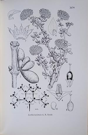Hooker's Icones Plantarum (A selection of plates on plants of Socotra) - Volume VII part IV (tabu...