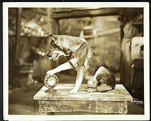 THE MILLION DOLLAR COLLAR (Original Vintage Photo from the 1929 RIN TIN TIN "Lost" Warner Brother...