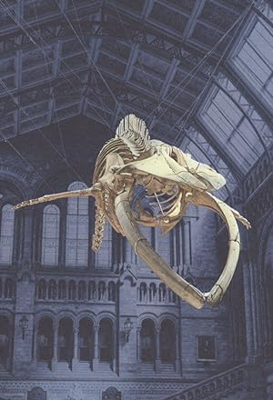Blue Whale Skeleton Balaenoptera Musculus London Museum Postcard