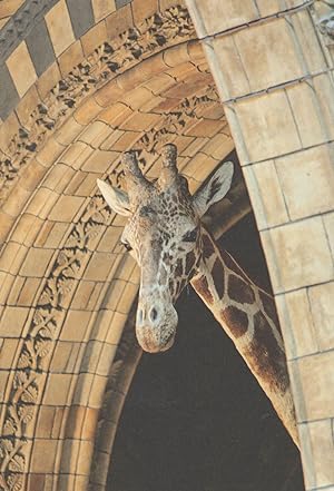 Giant Giraffe London Natural History Museum Specimen Postcard