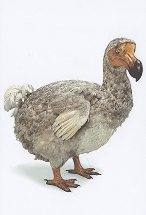Dodo Extinct Bird Old Model Construction London Museum Postcard