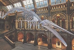 Giant Suspended 25.2 Metre Blue Whale Skeleton London Museum Postcard