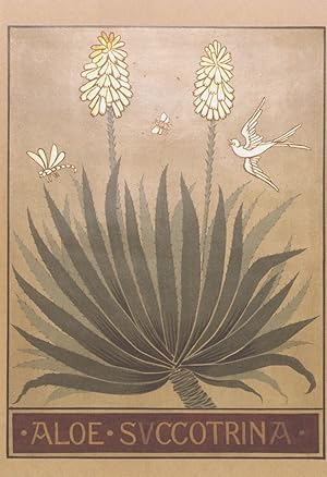 Bitter Aloe Succotrina Bee Butterfly Museum Old Exhibit Postcard