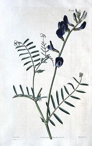 SAINT- FOIN VETCH , VICIA , Curtis Antique Botanical Vintage Flower Print 1821
