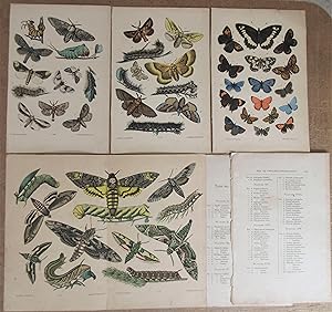 4 Chromolithographies La Chasse aux Papillons [extraites de Les Papillons de France - Paris, J. R...