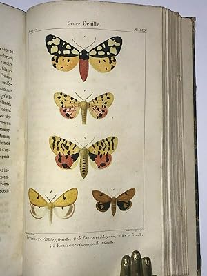 Histoire Naturelle Des Lépidoptères Ou Papillons De France. Nocturnes. Tome premier.