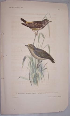 Pholidornis Rushiae [Cassin] & Aegithalus Flavifrons [Cassin] [Birds Color Lithograph] Plate 1