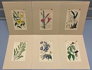 SIX original hand-colored flower prints from Curtis's Botanical Magazine 1840 - each one matted a...