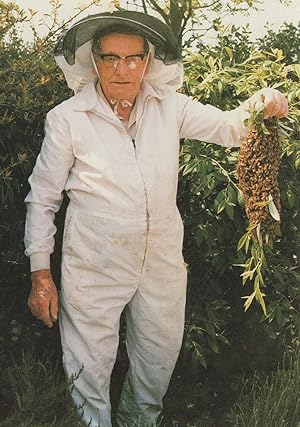 Beekeeping Owner Beekeeper at 4lb Bee Hive Swarm Bees Postcard