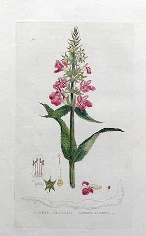 Antique Botanical Flower Print CLOWN'S ALL-HEAL Baxter 1834