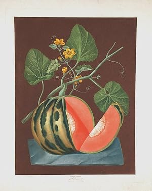 [Melon] Polinac Melon