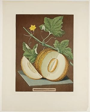 [Melon] Green Flesh Melon