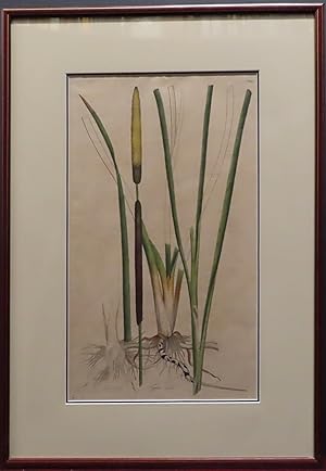 Typha Minor. Plate 62, Volume 3 [from Curtis' Flora Londinensis.] (Hand colored) or, Plates and d...