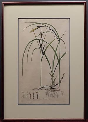 Carex gracilis. Plate 62, Volume 4 [from Curtis' Flora Londinensis.] (Hand colored)