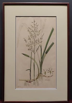 Poa Aquatica. Plate 12, Volume 5 [from Curtis' Flora Londinensis.] (Hand colored) Plates and desc...
