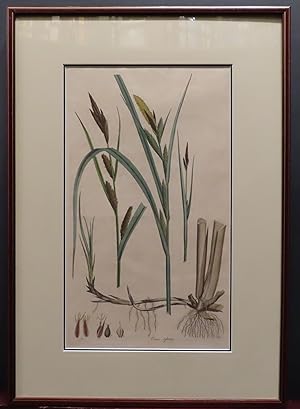 Carex Riparia. Plate 60, Volume 4 [from Curtis' Flora Londinensis.] (Hand colored) or, Plates and...