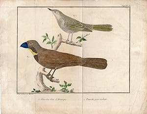 Antique Print-CROSSBILL-WARBLER-BIRDS-Martinet-1770-1786
