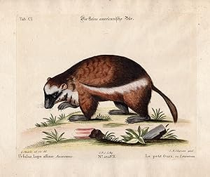 Antique Print-AMERICAN BEAR-URSULUS-WOLVERINE-Edwards-Seligmann-1749-1776