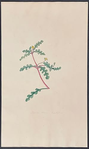 Mesembryanthemum