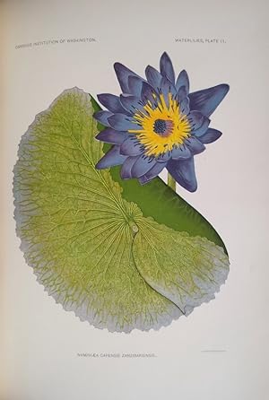 The Waterlilies - A Monograph of the Genus Nymphaea