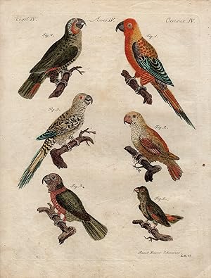 Antique Print-PARROT-PARAKEET-Schmuzer-Bertuch-1790