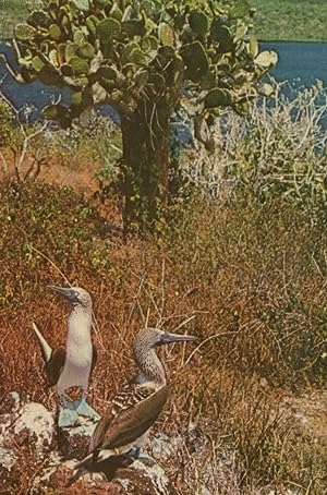 Blue Footed Boobies Darwin's Galapagos Island Birds Postcard