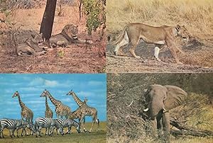 Lions Luangwa Valley National Park Nairobi 4x African Postcard s