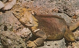 Giant Land Iguana Darwin Galapagos Islands Reptile Postcard