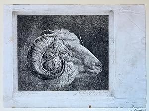 [Antique print, etching] Head of a goat, published 1855, 1 p.