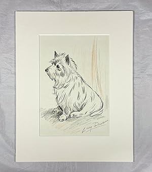 Original Charcoal and Crayon Study of a Cairn Terrier, (Signed)