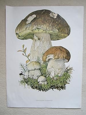 Eekhoornt Jesbrood  Cep or Porcini