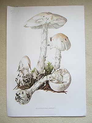 Kleverige Knolamaniet  Destroying Angel