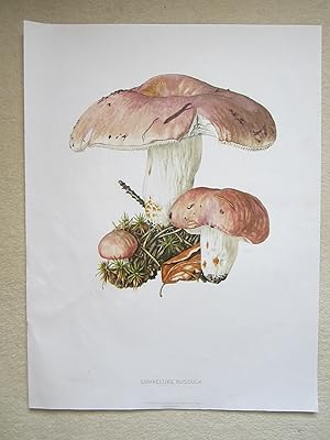 Smakelijke Russula  Bare-toothed Russula
