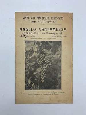 Angelo Cantamessa, Torino. Vivai viti americane innestate, piante da frutta