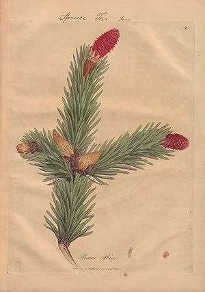 Pinus Abies [Spruce Fir Tree]