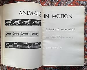 Animals in Motion