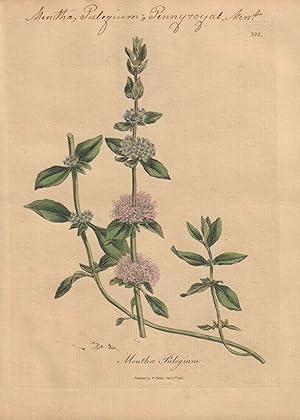 Mentha Pulegium [Mentha Pulegium; Pennyroyal, Mint]
