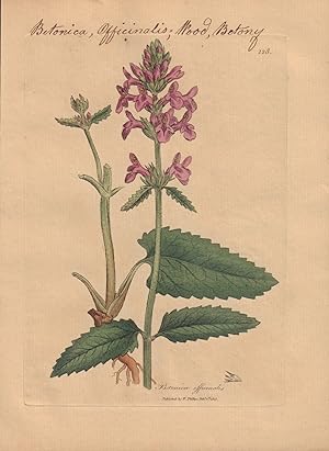 Betonica officinalis [Betonica Officinalis; Wood Betony]
