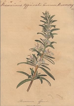 Rosmarinus officinalis [Rosmarinus Officinalis; Common Rosemary]