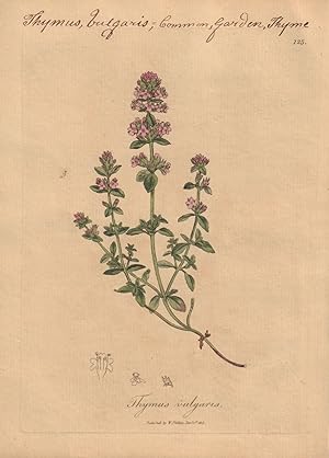 Thymus vulgaris [Thymus Vulgaris; Common, Garden, Thyme]