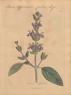 Salvia officinalis [Salvia Officinalis; Garden Sage]