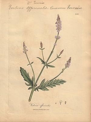 Verbena officinalis [Verbena Officinalis; Common Vervain]