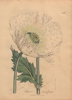 Papaver somniferum [Opium Poppy]