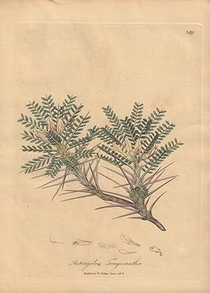 Astragalus Tragacantha